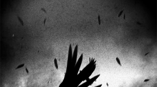 wp-1455117431800.gif