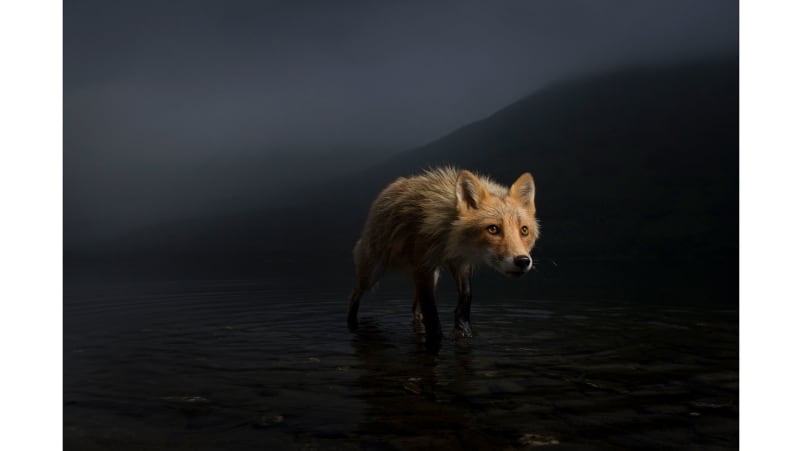 Gotta love the&nbsp;🦊